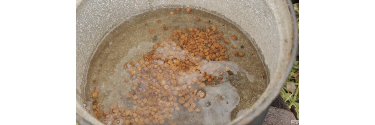 Unsere Tigernüsse richtig kochen – so wird der Köder unwiderstehlich - Tigernüsse richtig kochen: Prozess mit Tipps für maximalen Erfolg