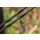 Avid Carp React Rod 10ft - 3.00lb