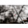 Sonik Gravity Carp Rod 12ft 3.00lb